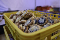 RVS 2025 Heřmanická Beseda 1247.jpg